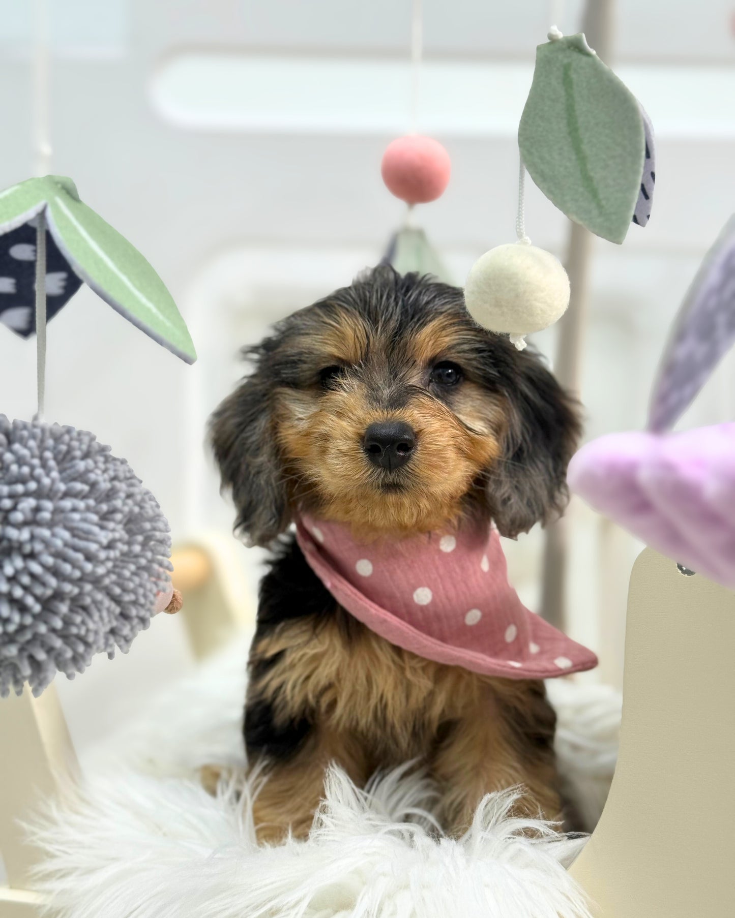 ⭐️ Magic: Mini Merle Tan Silky Multi-Gen F1BB Golden Doxie 🇸🇬 (Girl)