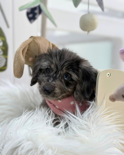 ⭐️ Cola: Mini Merle Silky Multi-Gen F1BB Golden Doxie 🇸🇬 (Girl)