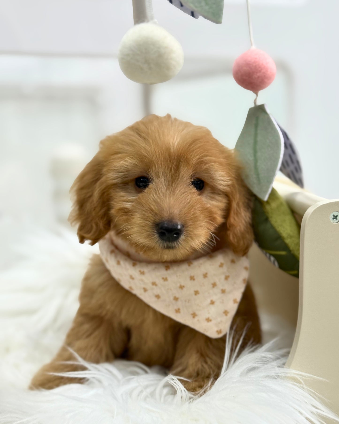 ⭐️ Cino: Mini Cream Silky Multi-Gen F1BBGolden Doxie 🇸🇬 (Girl)