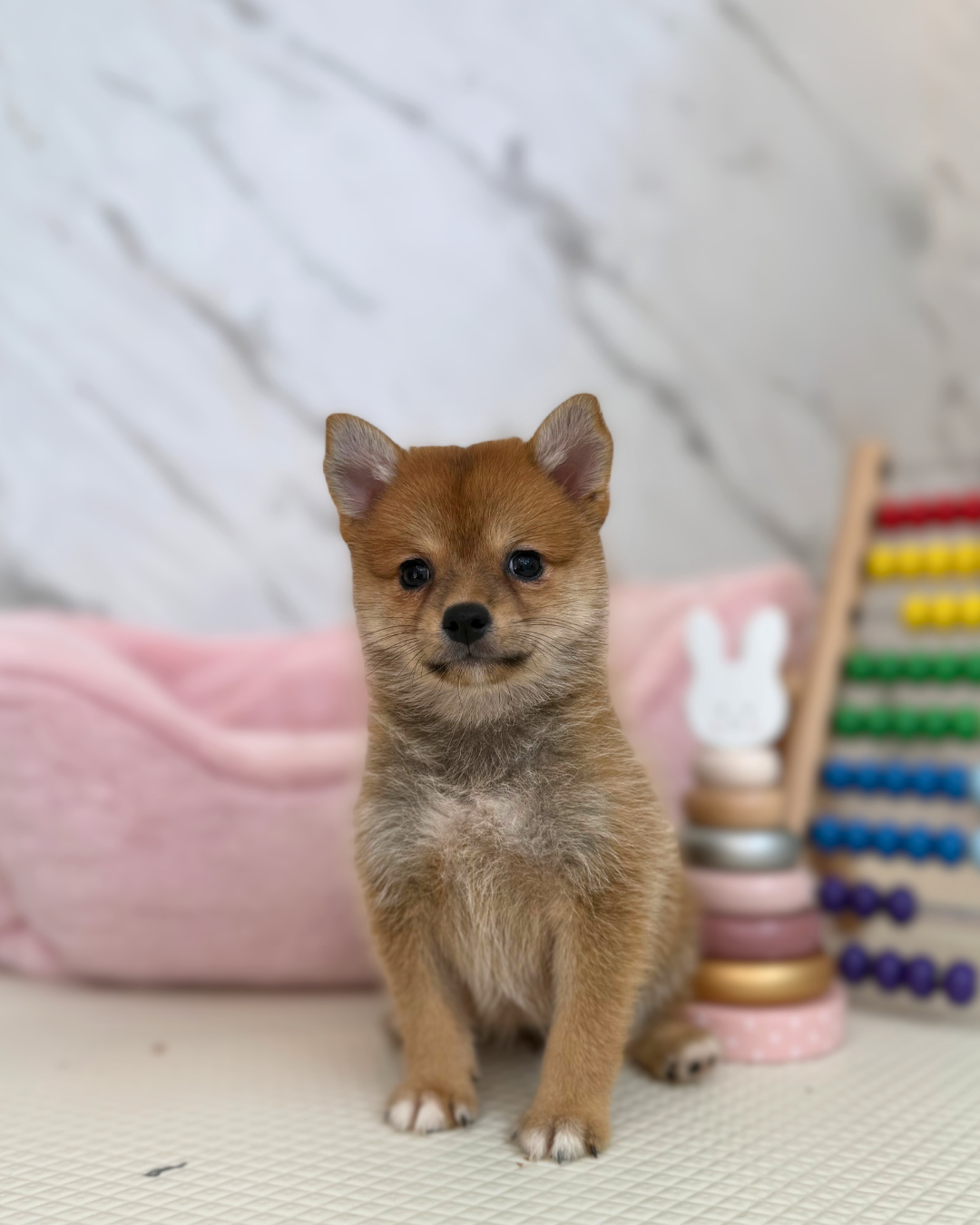 🐯 Tora-chan: Brown ShibaPom 🇸🇬 (Girl)