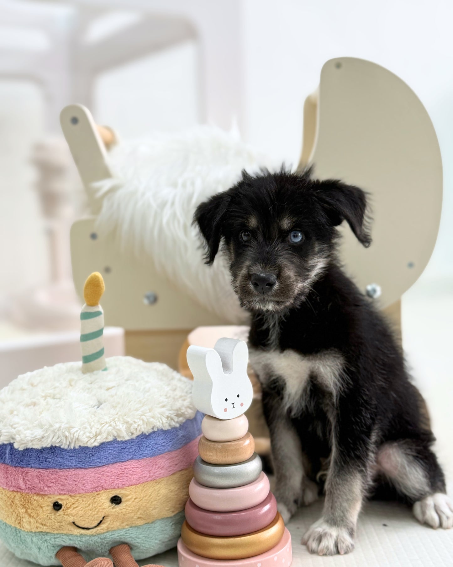 🐺Panther: Mini Parti Black & White Husky Doodle 🇸🇬 (Boy)