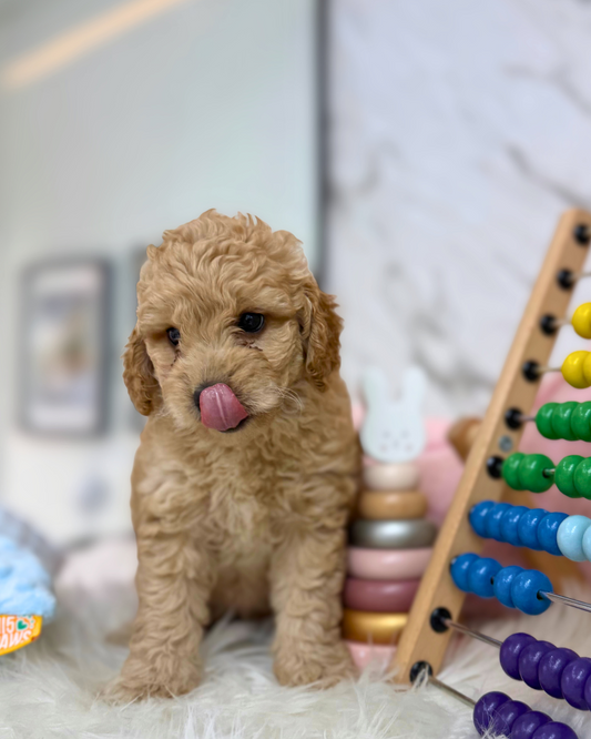 🩰Jooa: Brown Golden Doodle F1BB 🇸🇬 (Girl)