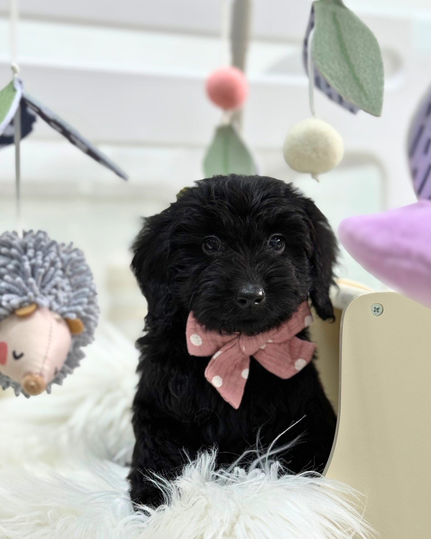 ⭐️ Espresso: Mini Black Silky Multi-Gen F1BB Golden Doxie 🇸🇬 (Boy)