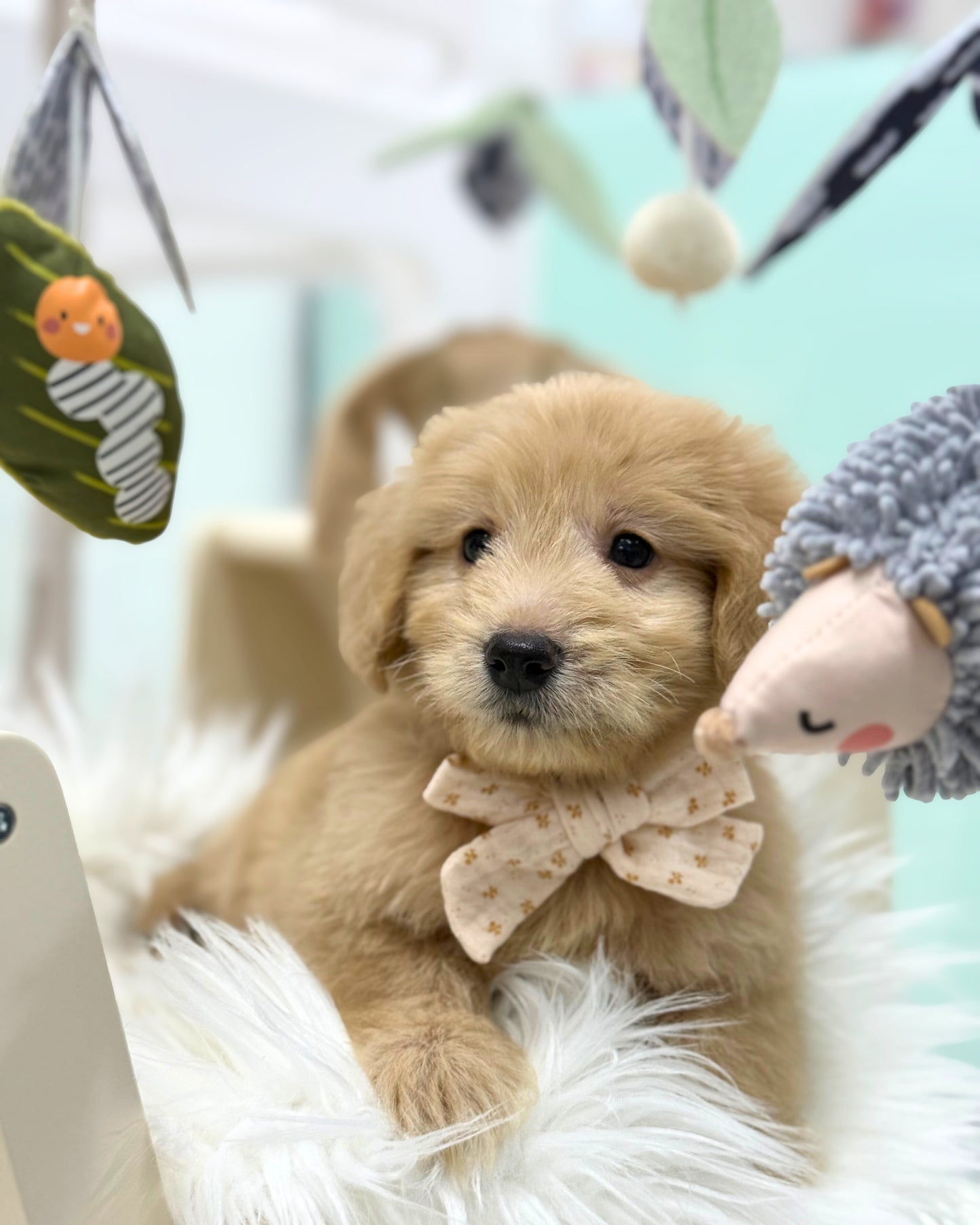 ⭐️ Latte: Mini Cream Silky Multi-Gen F1BB Golden Doxie 🇸🇬 (Boy)