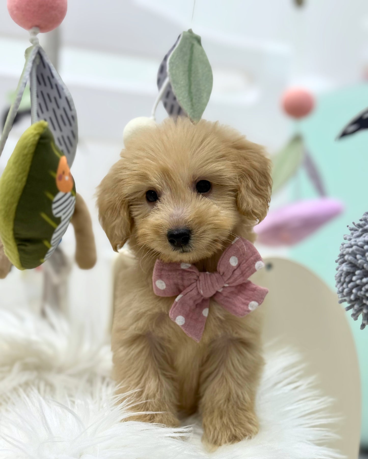 ⭐️ Macchi: Mini Cream Silky Multi-Gen F1BB Golden Doxie 🇸🇬 (Boy)