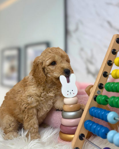 🍰 Jomi: Brown Golden Doodle F1BB 🇸🇬 (Girl)