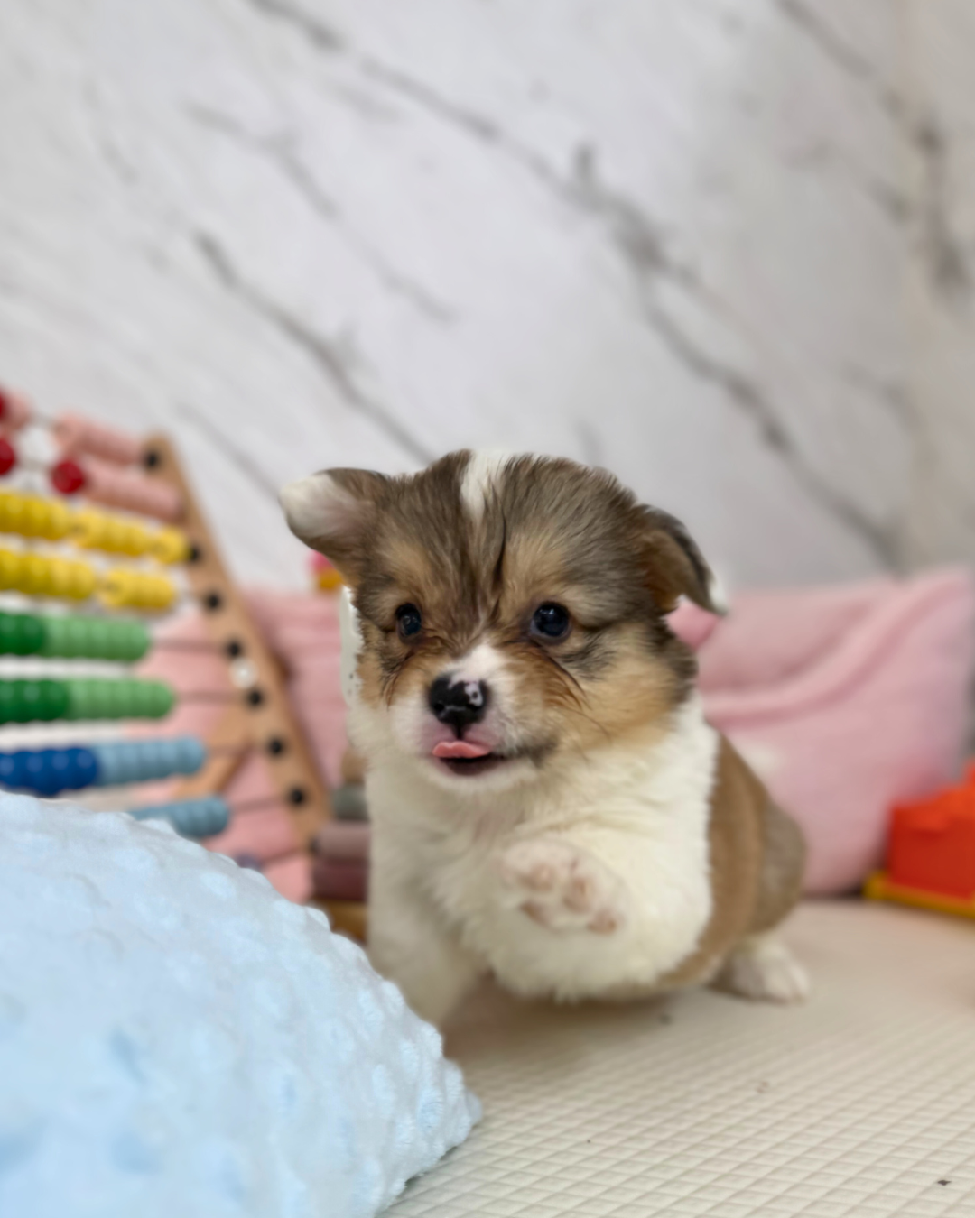 🐻 Kuma: Fluffy Tri-Colour Pembroke Welsh Corgi 🇸🇬 (Boy)