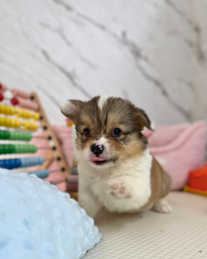 🐻 Kuma: Fluffy Tri-Colour Pembroke Welsh Corgi 🇸🇬 (Boy)