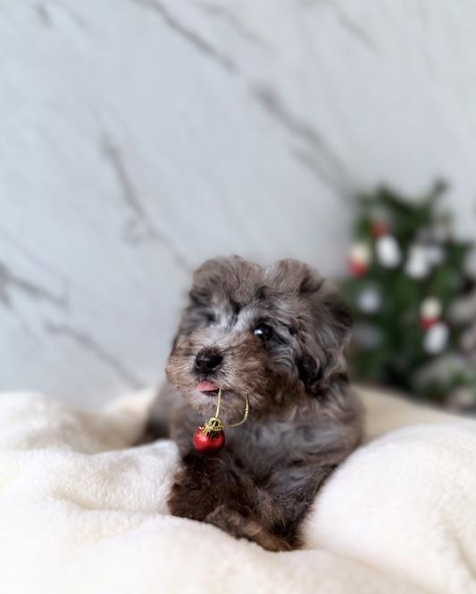 Alana: Merle Maltipoodle 🇬🇧 (Girl)