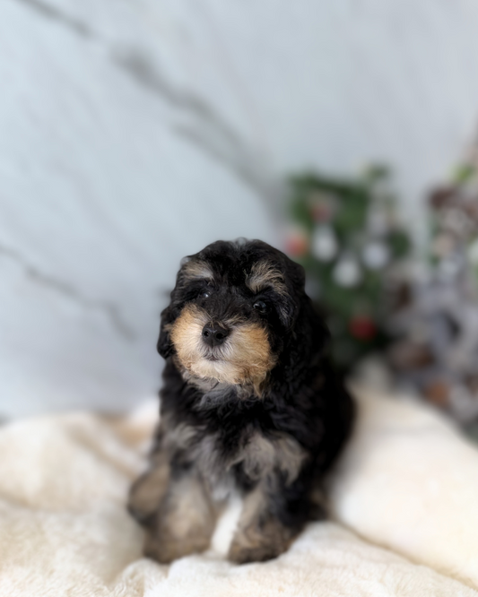 Ariel: Parti Black & Tan Maltipoodle 🇬🇧 (Girl)