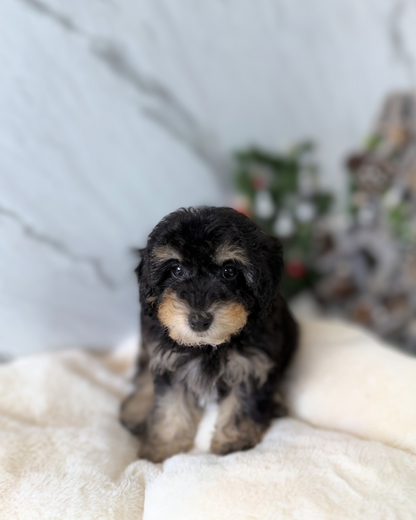 Ariel: Parti Black & Tan Maltipoodle 🇬🇧 (Girl)