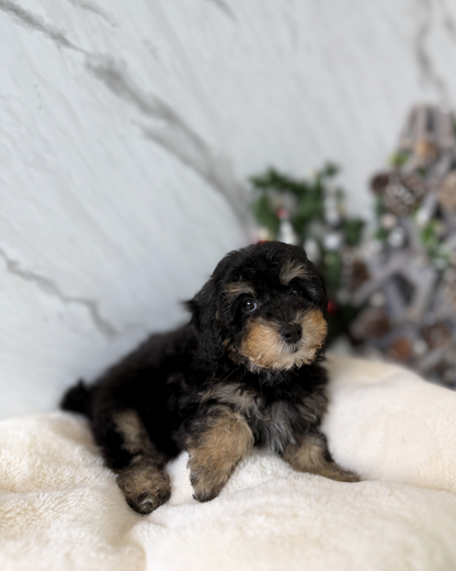 Ariel: Parti Black & Tan Maltipoodle 🇬🇧 (Girl)