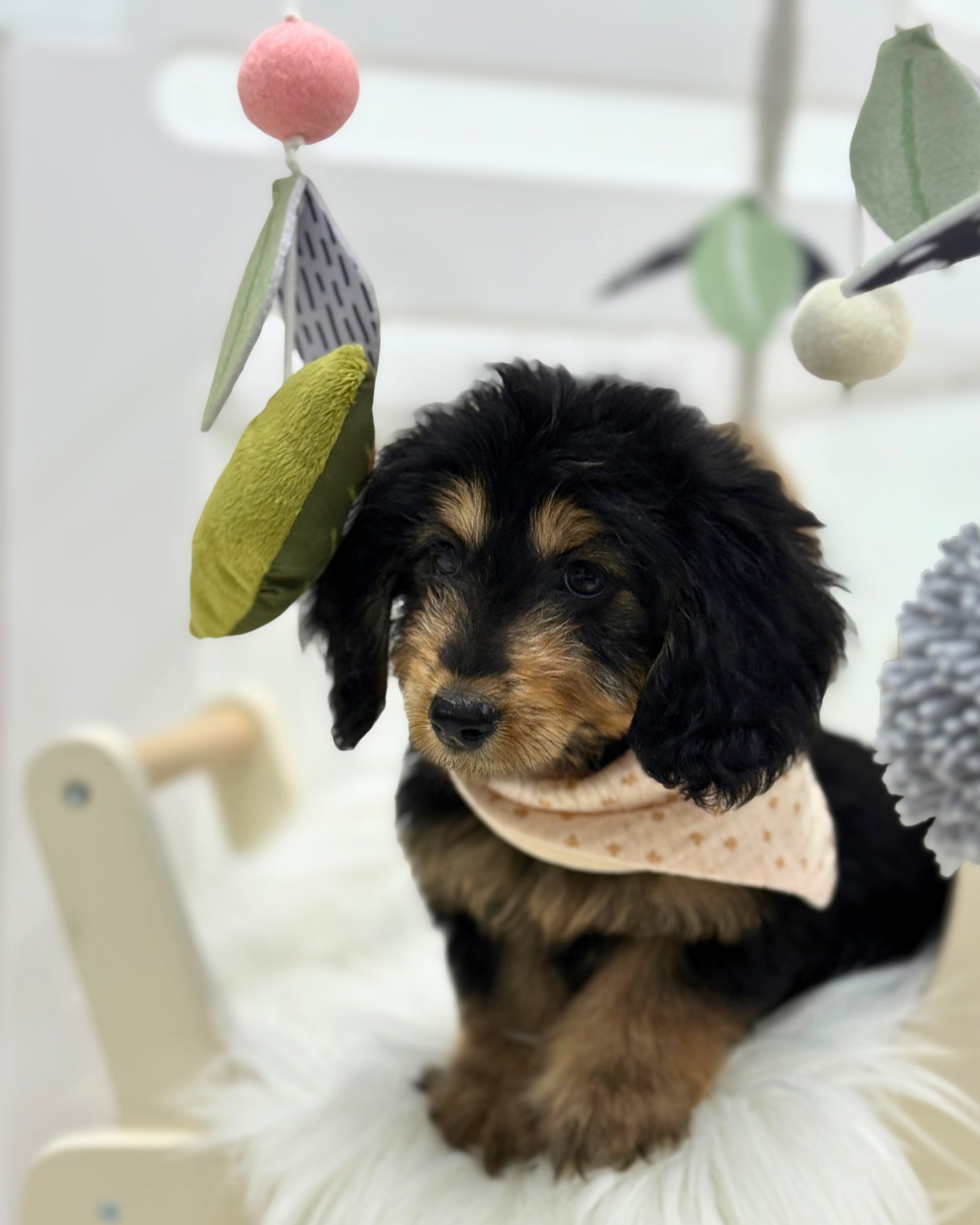 ⭐️ Mocha: Mini Black & Cream Silky Multi-Gen F1BB Golden Doxie 🇸🇬 (Girl) *