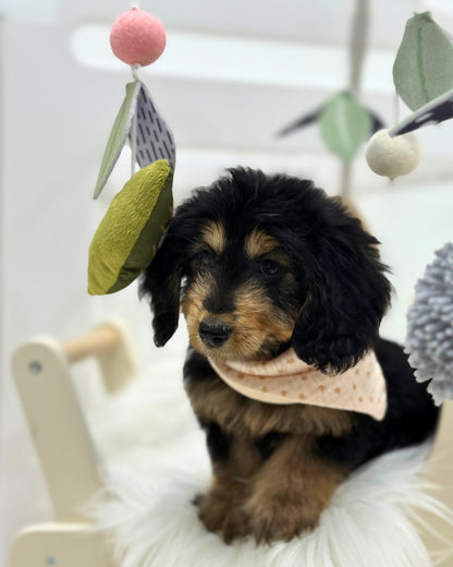 ⭐️ Mocha: Mini Black & Cream Silky Multi-Gen F1BB Golden Doxie 🇸🇬 (Girl) *