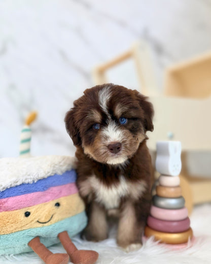 ⚡️Thunder: Mini Parti Chocolate & Red White Husky Doodle 🇸🇬 (Boy)