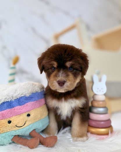 ⚡️Misti: Mini Parti Chocolate & Red White Husky Doodle 🇸🇬 (Girl)