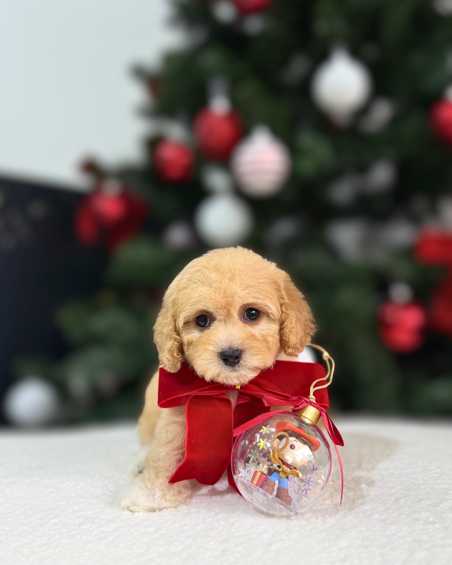 🎄Jewel: Cream Brown Toy Cavapoo 🇸🇬 (Girl)