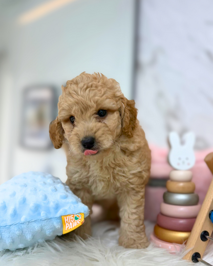 🩰Jooa: Brown Golden Doodle F1BB 🇸🇬 (Girl)