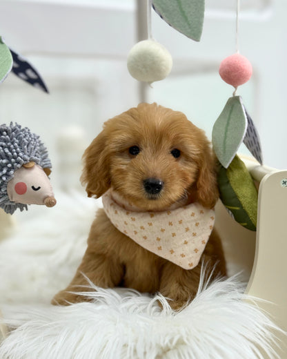 ⭐️ Cino: Mini Cream Silky Multi-Gen F1BBGolden Doxie 🇸🇬 (Girl)