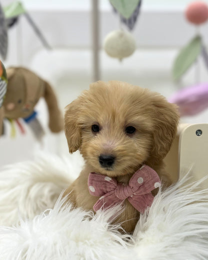 ⭐️ Macchi: Mini Cream Silky Multi-Gen F1BB Golden Doxie 🇸🇬 (Boy)