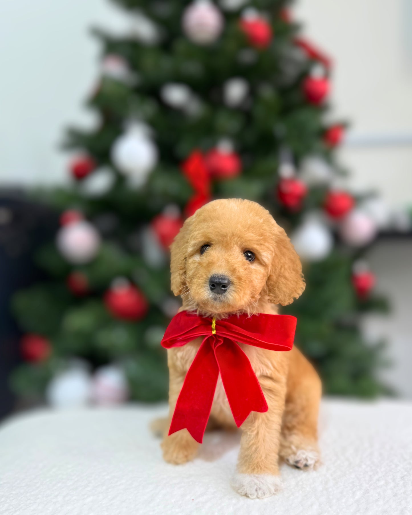 🌲✨ Everwyn: Parti Cream Brown & White Miniature Poodle 🇸🇬 (Boy)