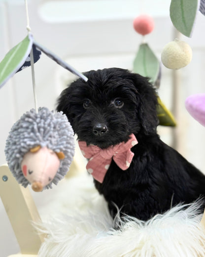⭐️ Espresso: Mini Black Silky Multi-Gen F1BB Golden Doxie 🇸🇬 (Boy)