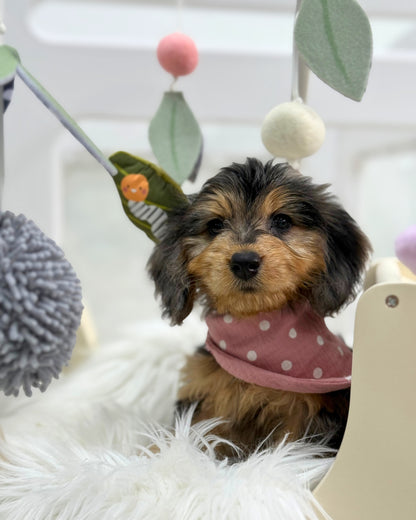 ⭐️ Magic: Mini Merle Tan Silky Multi-Gen F1BB Golden Doxie 🇸🇬 (Girl)