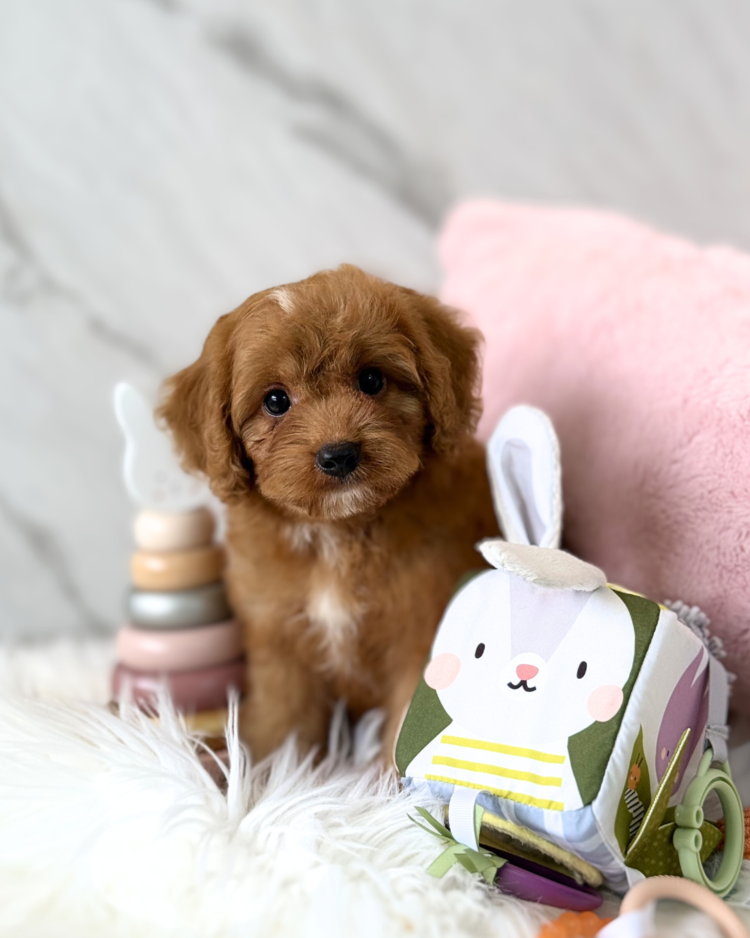 Rollie: Parti Brown & White Cavapoodle 🇸🇬 (Boy)