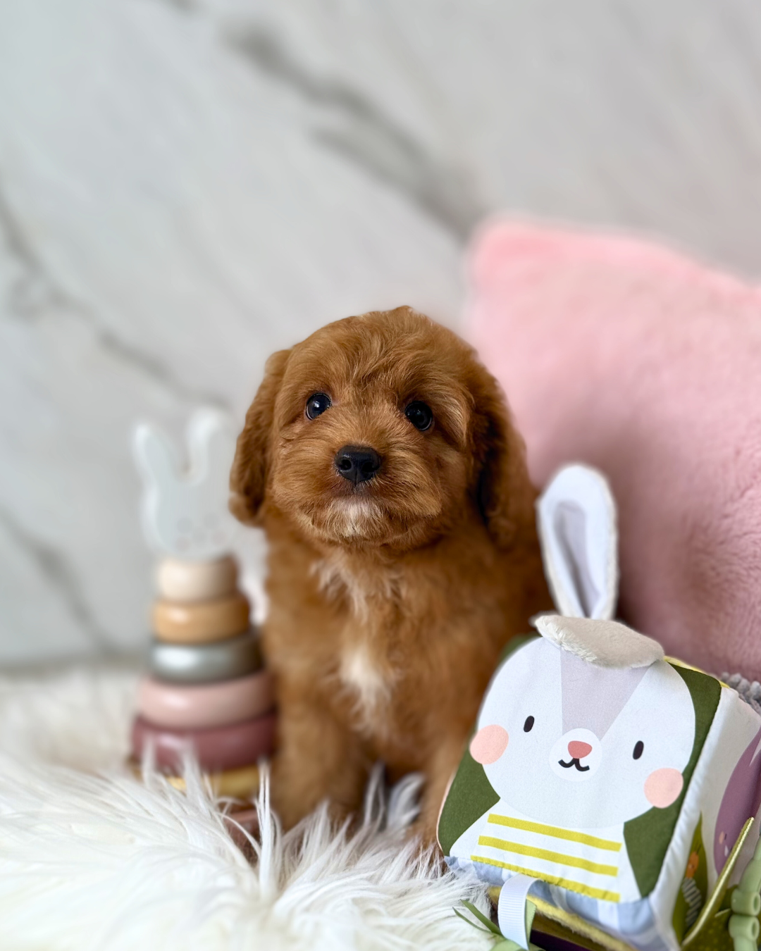 Rollie: Parti Brown & White Cavapoodle 🇸🇬 (Boy)