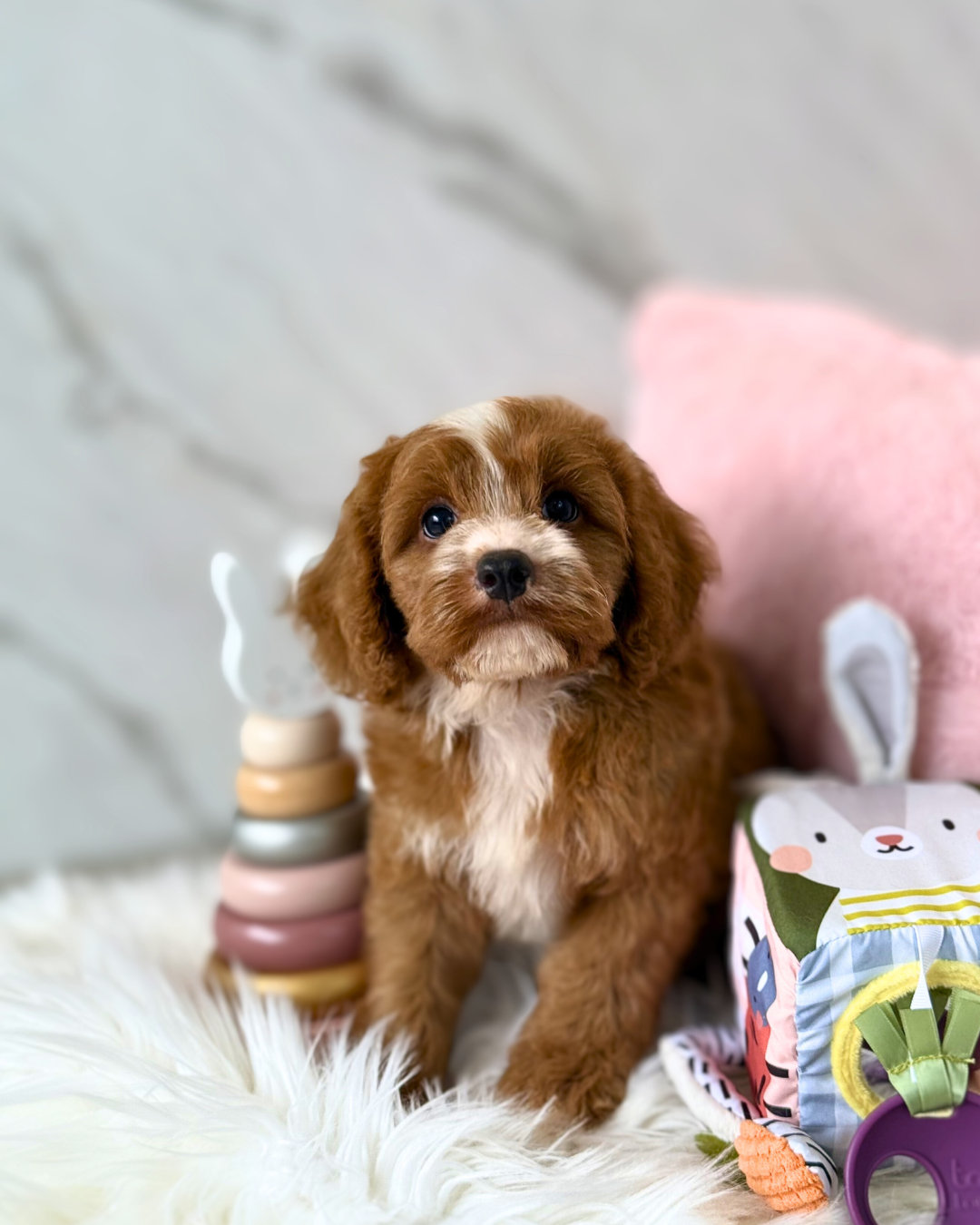 Ollie: Parti Brown & White Cavapoodle 🇸🇬 (Boy)