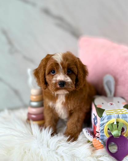 Ollie: Parti Brown & White Cavapoodle 🇸🇬 (Boy)