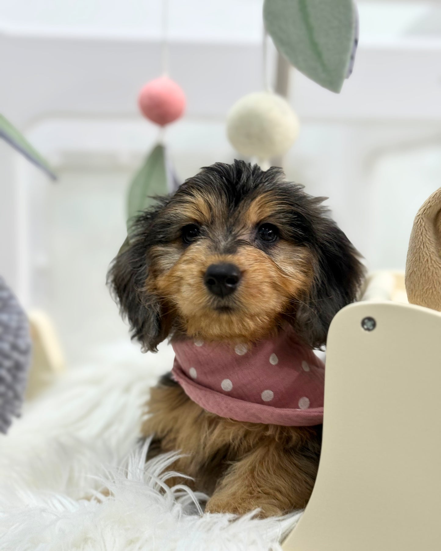 ⭐️ Magic: Mini Merle Tan Silky Multi-Gen F1BB Golden Doxie 🇸🇬 (Girl)