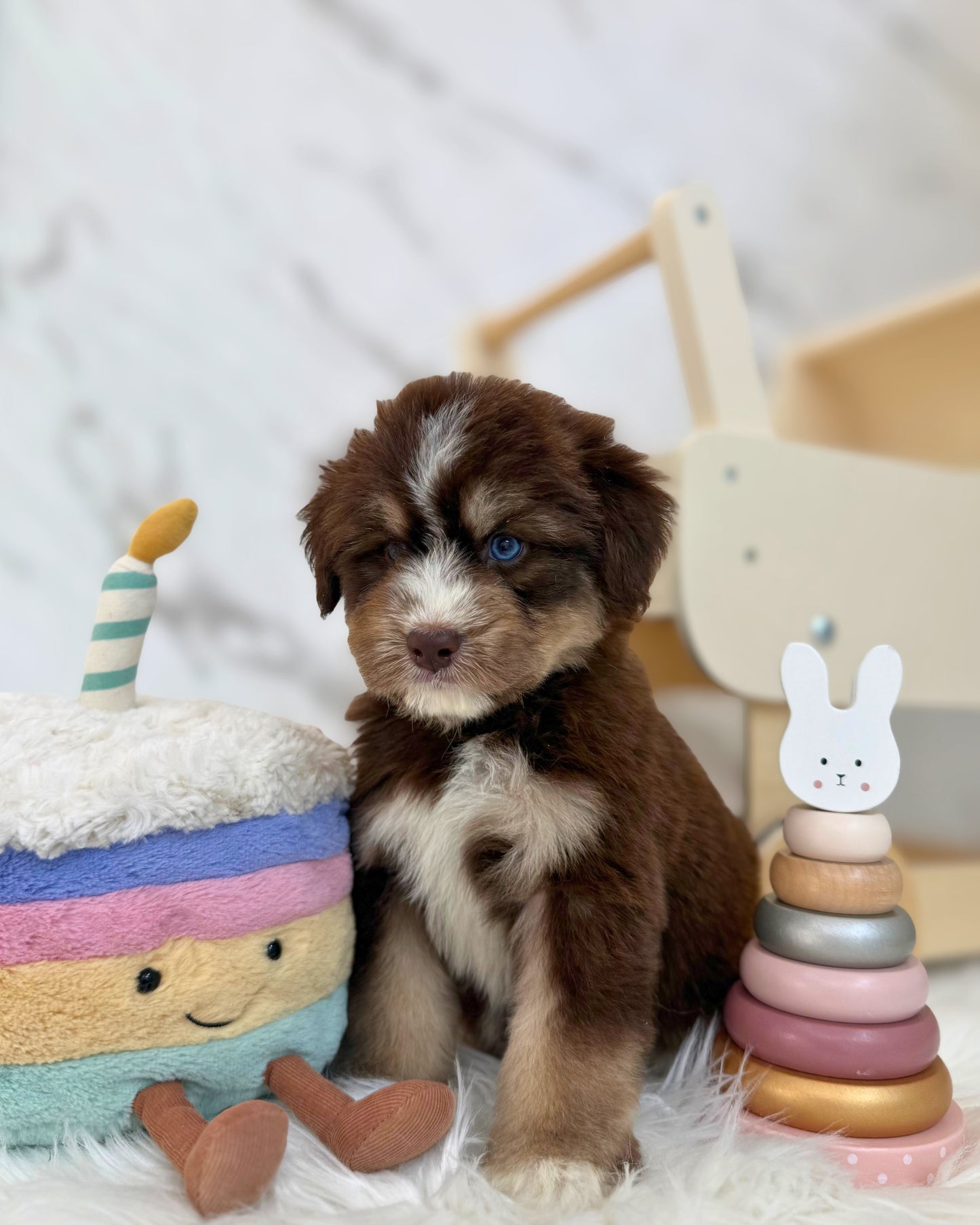 ⚡️Thunder: Mini Parti Chocolate & Red White Husky Doodle 🇸🇬 (Boy)