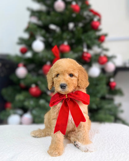 🌲✨ Everwyn: Parti Cream Brown & White Miniature Poodle 🇸🇬 (Boy)