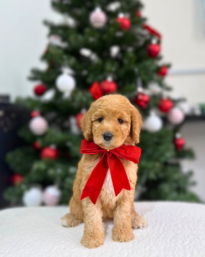 🌟✨Starla: Parti Cream Brown & White Miniature Poodle 🇸🇬 (Girl)