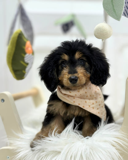 ⭐️ Mocha: Mini Black & Cream Silky Multi-Gen F1BB Golden Doxie 🇸🇬 (Girl) *