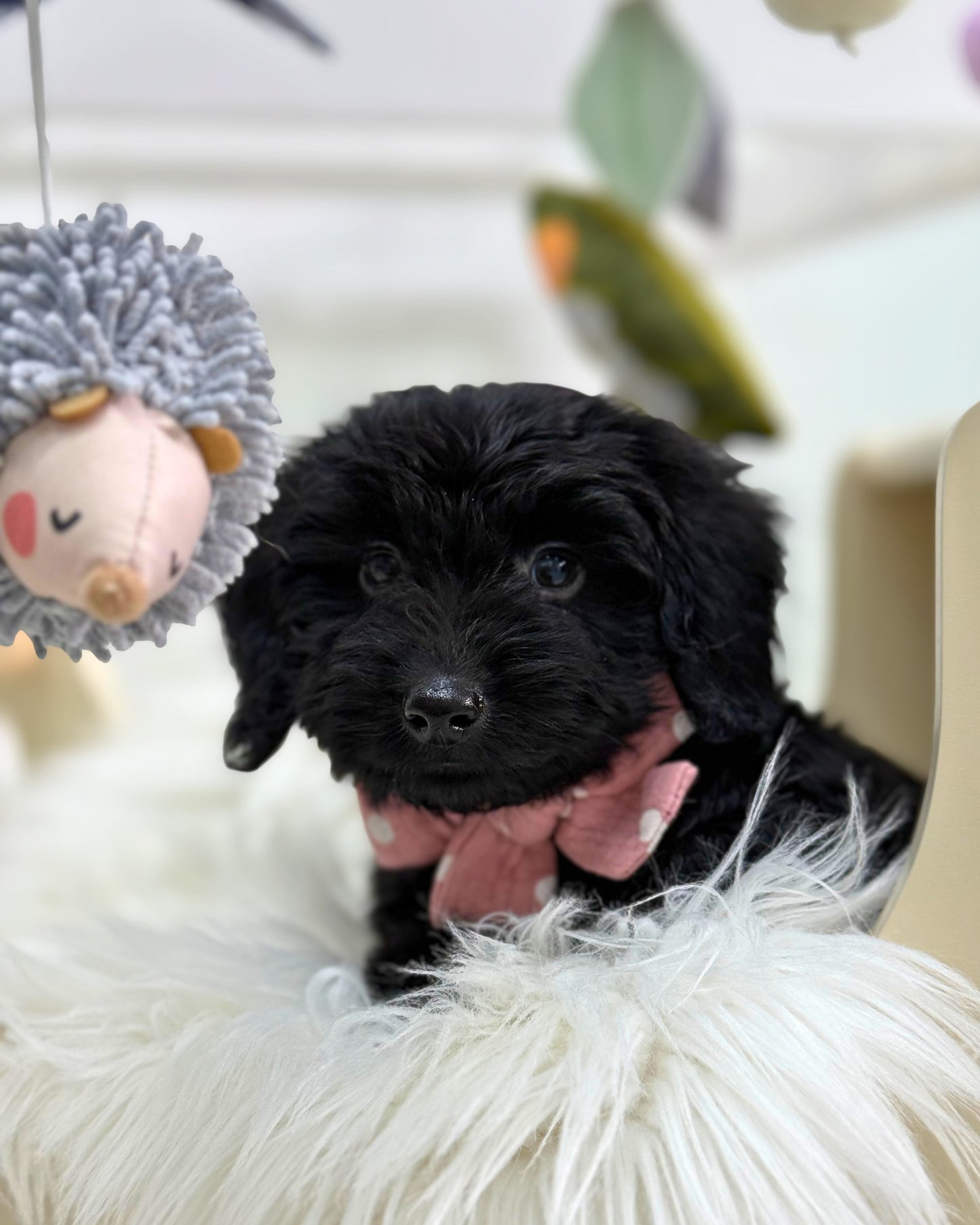 ⭐️ Espresso: Mini Black Silky Multi-Gen F1BB Golden Doxie 🇸🇬 (Boy)