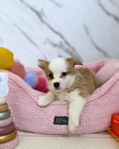🐾 Pochi: Fluffy Sable Pembroke Welsh Corgi 🇸🇬 (Boy)