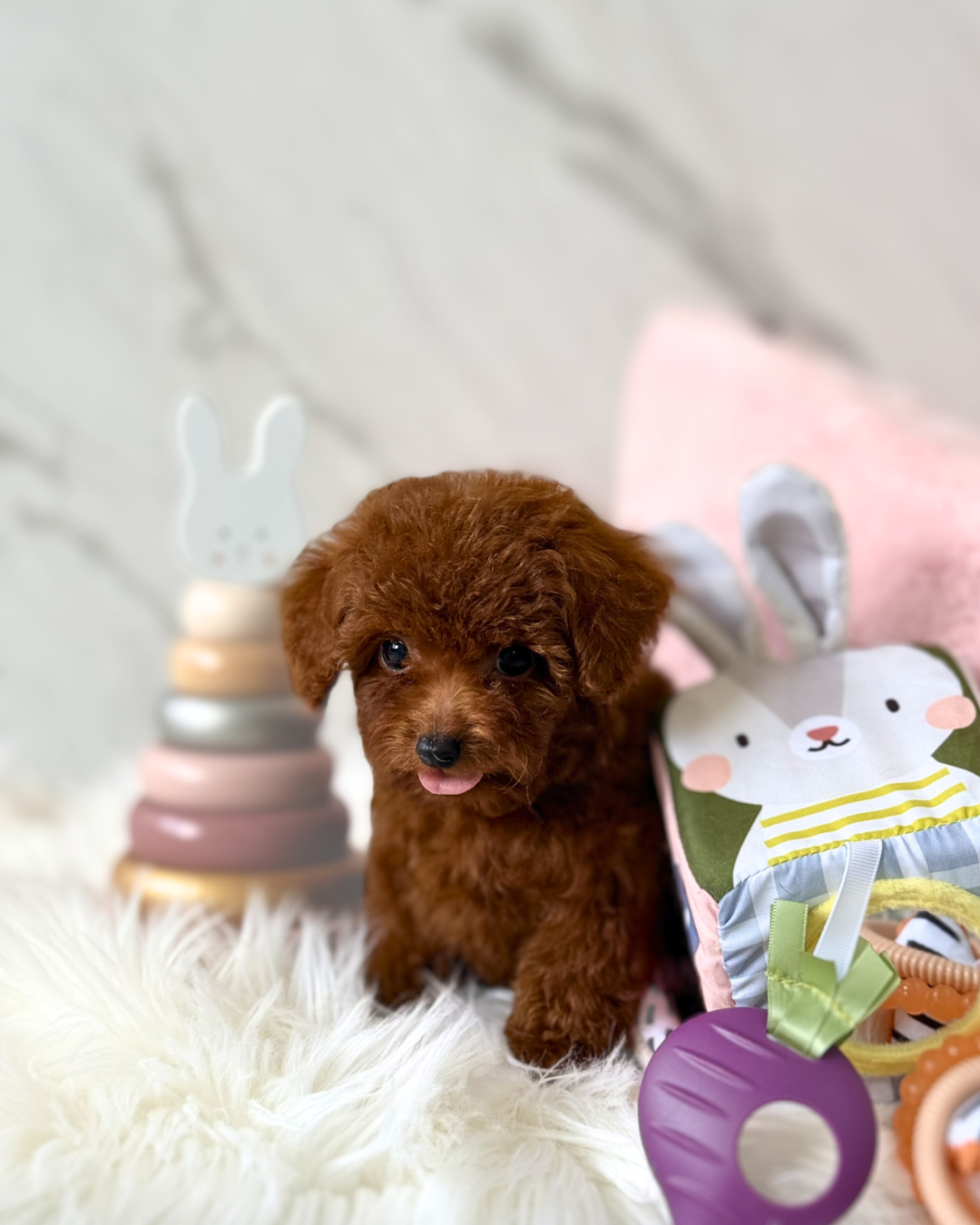 Alfie: Red Tiny Toy Poodle 🇸🇬 (Boy)