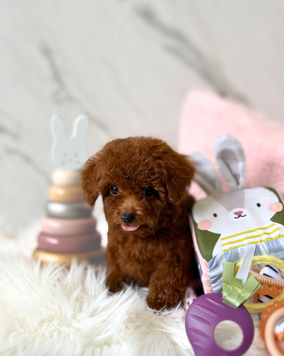 Alfie: Red Tiny Toy Poodle 🇸🇬 (Boy)