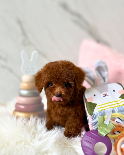 Alfie: Red Tiny Toy Poodle 🇸🇬 (Boy)