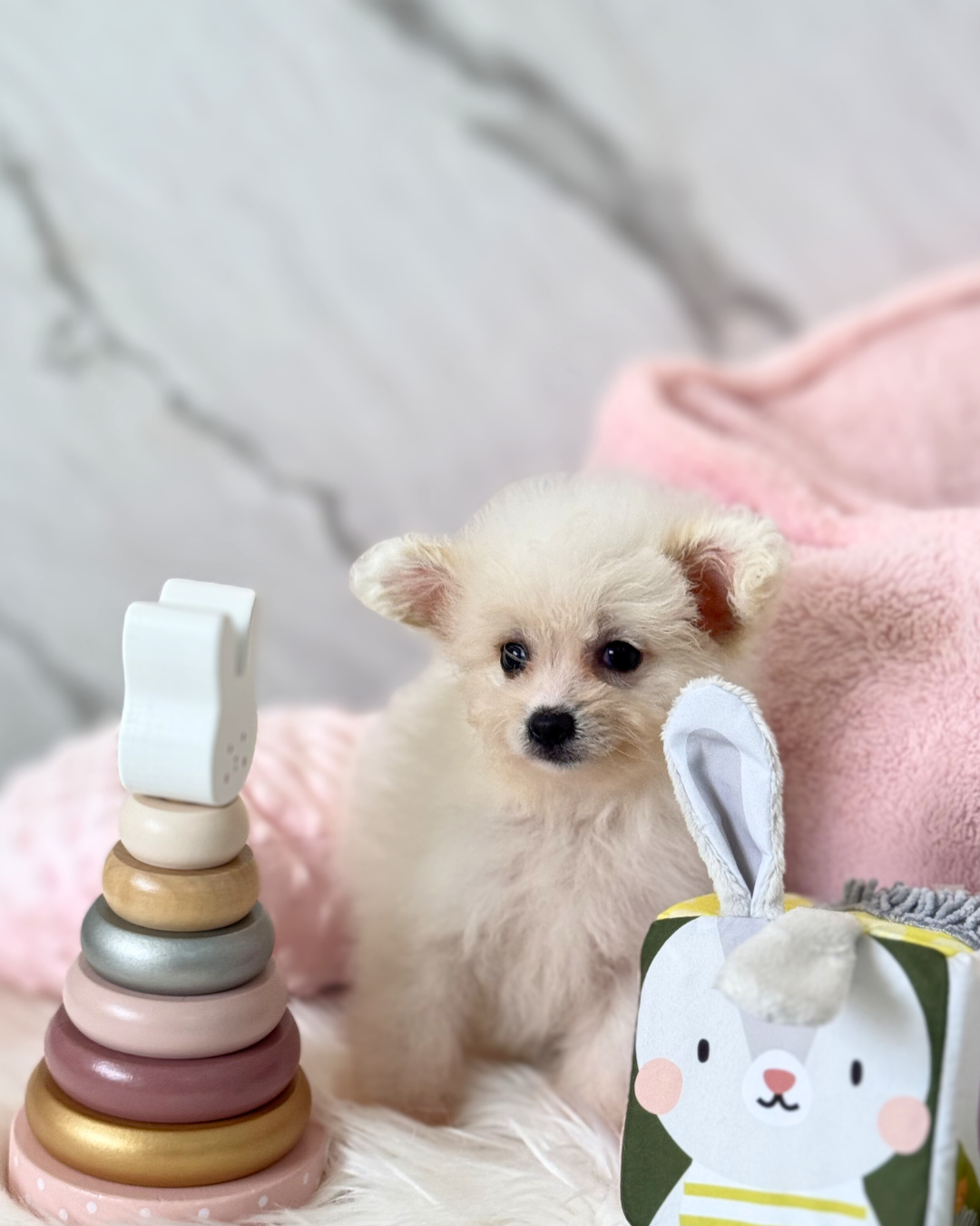 Bibi: Cream Pomapoodle 🇸🇬 (Girl)