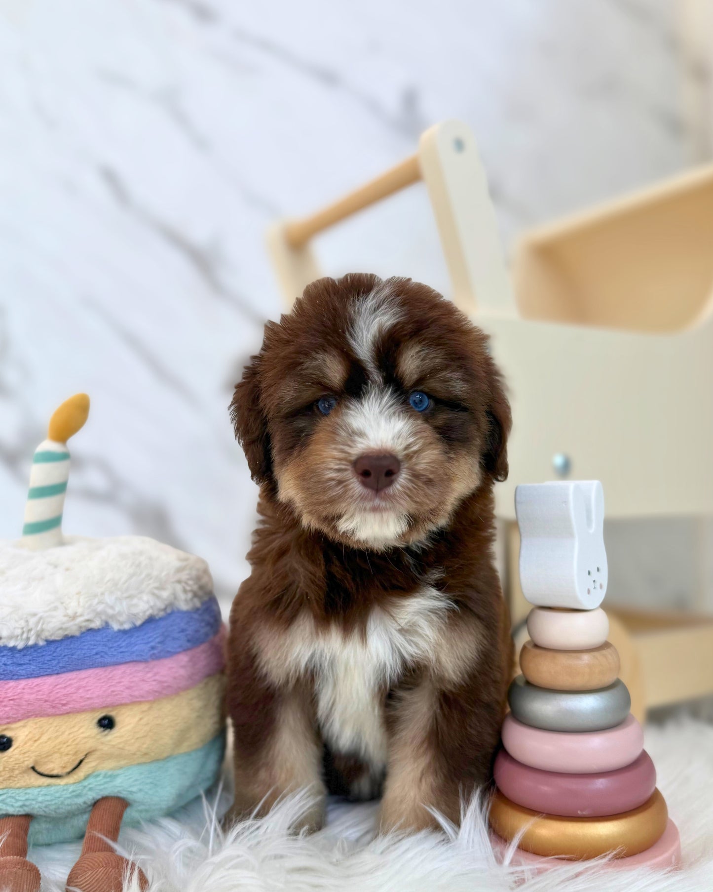 ⚡️Thunder: Mini Parti Chocolate & Red White Husky Doodle 🇸🇬 (Boy)