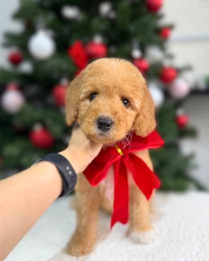 🌲✨ Everwyn: Parti Cream Brown & White Miniature Poodle 🇸🇬 (Boy)