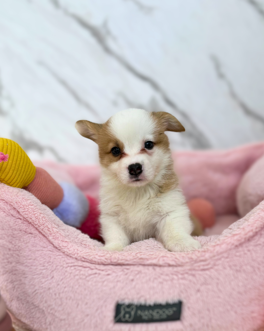 🐾 Pochi: Fluffy Sable Pembroke Welsh Corgi 🇸🇬 (Boy)