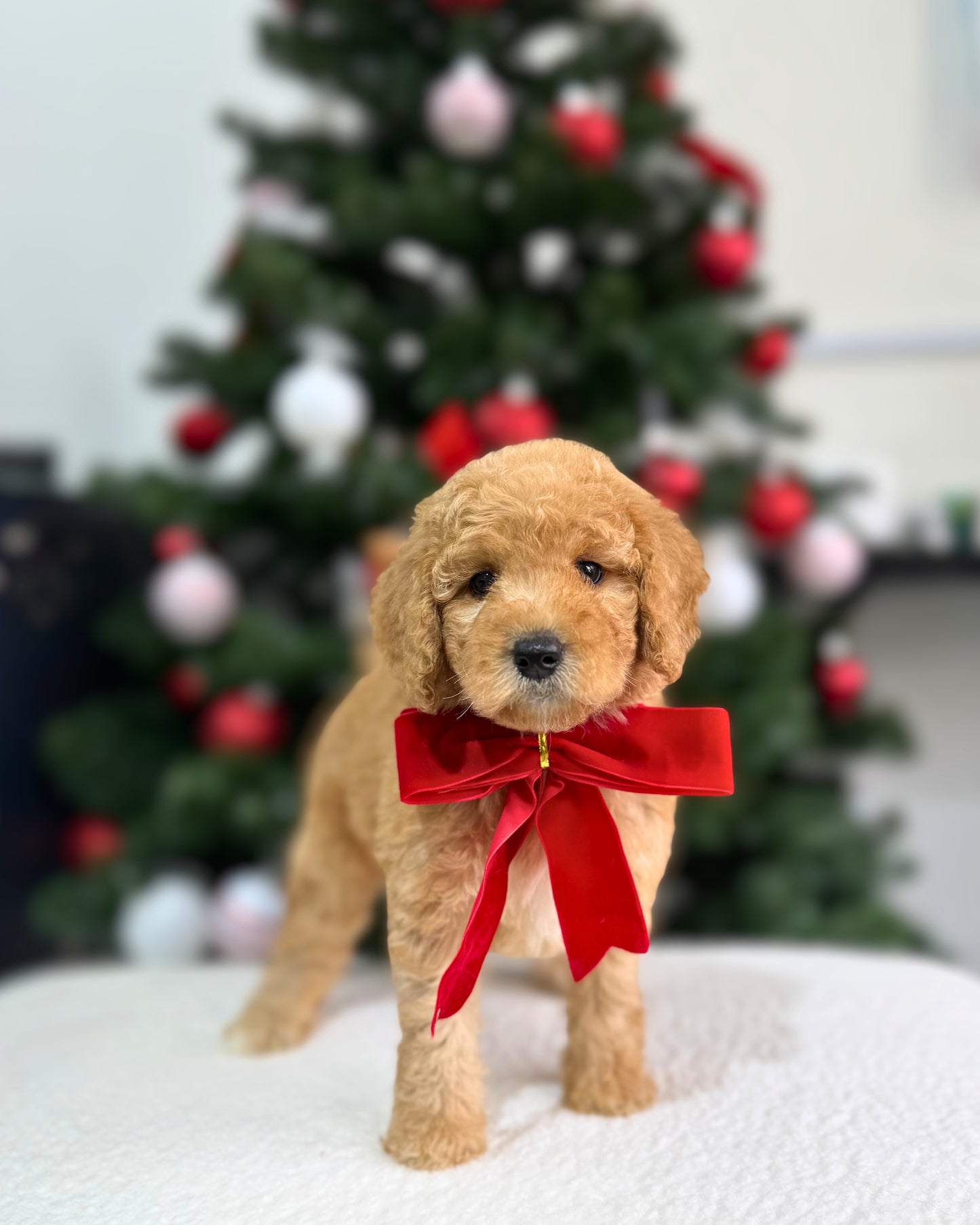 🌟✨Starla: Parti Cream Brown & White Miniature Poodle 🇸🇬 (Girl)