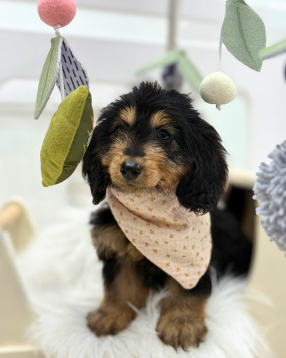 ⭐️ Mocha: Mini Black & Cream Silky Multi-Gen F1BB Golden Doxie 🇸🇬 (Girl) *