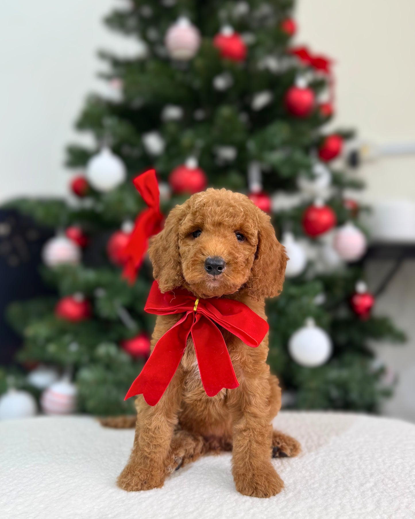 🍂✨ Aspen: Brown Miniature Poodle 🇸🇬 (Boy)