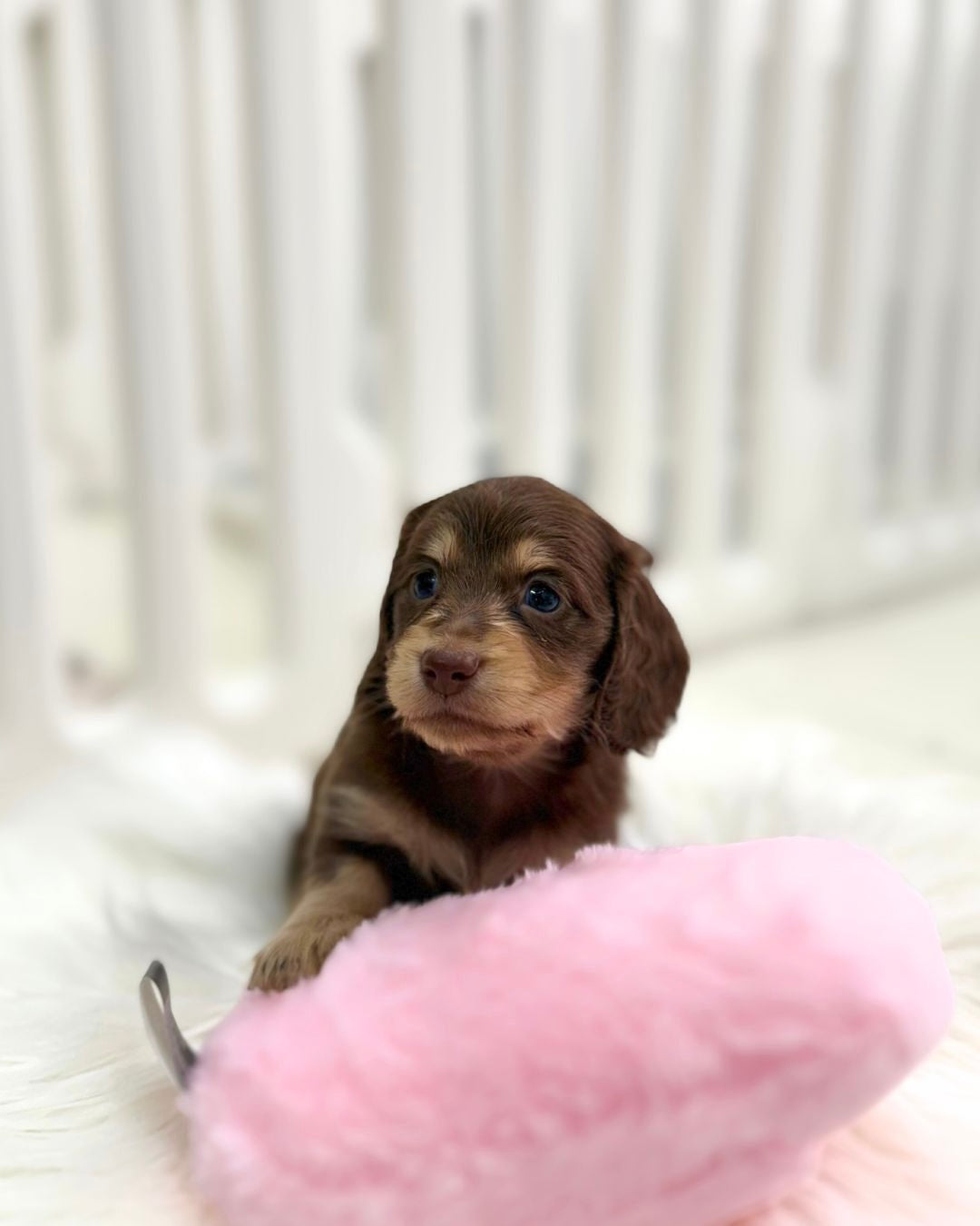 Tiramisu: Chocolate & Cream Long-Haired Dachshund 🇸🇬 (Girl)