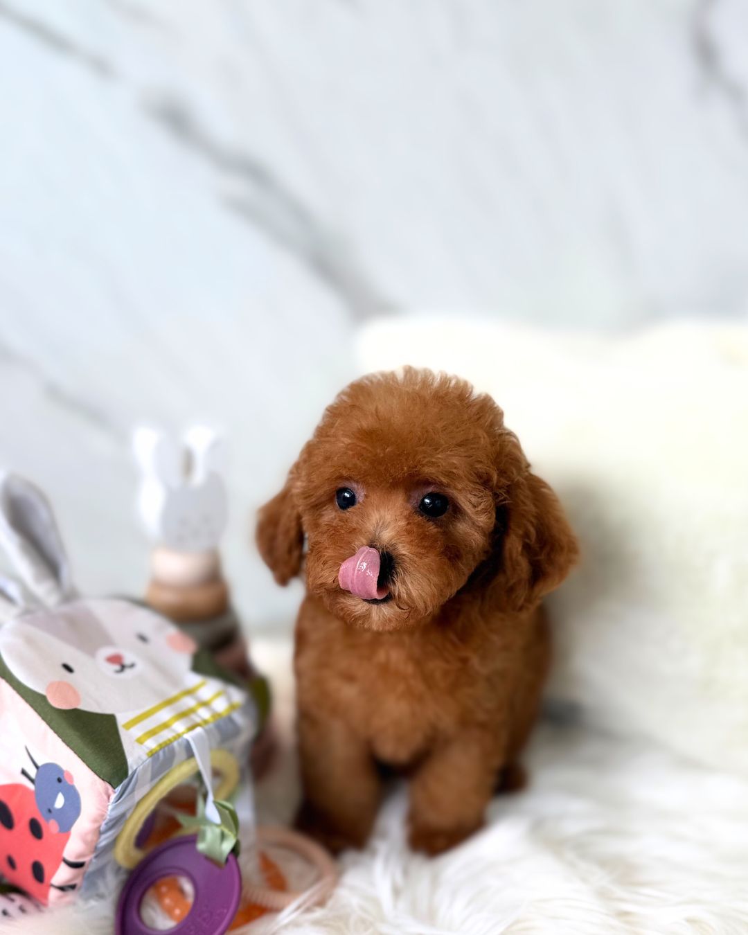 Yume: Red Tiny Toy Poodle 🇸🇬 (Boy)